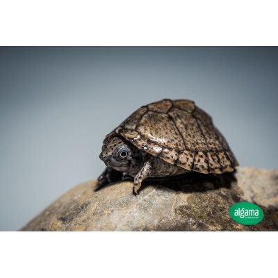 Tortuga Carinata - Sternotherus carinatus